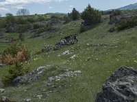 F, Lozere, Le Pompidou, l' Hospitalet 48, Saxifraga-Willem van Kruijsbergen