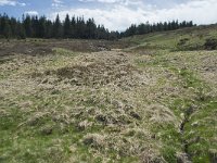 F, Lozere, Le Pont-de-Montvert, Col de Finiels 13, Saxifraga-Willem van Kruijsbergen