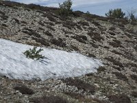 F, Lozere, Le Pont-de-Montvert, Col de Finiels 20, Saxifraga-Willem van Kruijsbergen