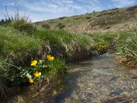 F, Lozere, Le Pont-de-Montvert, Col de Finiels 4, Saxifraga-Willem van Kruijsbergen