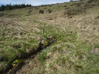 F, Lozere, Le Pont-de-Montvert, Col de Finiels 5, Saxifraga-Willem van Kruijsbergen