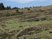 F, Lozere, Le Pont-de-Montvert, Col de Finiels 7, Saxifraga-Willem van Kruijsbergen