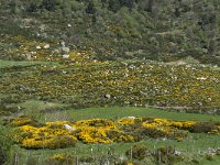 F, Lozere, Le Pont-de-Montvert, Finiels 28, Saxifraga-Willem van Kruijsbergen