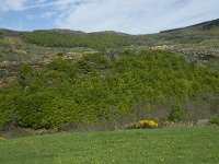 F, Lozere, Le Pont-de-Montvert, Finiels 4, Saxifraga-Willem van Kruijsbergen