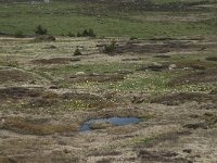 F, Lozere, Le Pont-de-Montvert, Sommet de Finiels 20, Saxifraga-Willem van Kruijsbergen