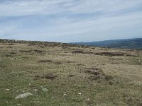 F, Lozere, Le Pont-de-Montvert, Sommet de Finiels 33, Saxifraga-Willem van Kruijsbergen