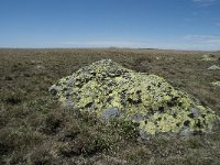 F, Lozere, Le Pont-de-Montvert, Sommet de Finiels 50, Saxifraga-Willem van Kruijsbergen