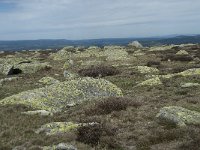 F, Lozere, Le Pont-de-Montvert, Sommet de Finiels 59, Saxifraga-Willem van Kruijsbergen