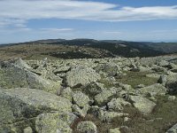 F, Lozere, Le Pont-de-Montvert, Sommet de Finiels 80, Saxifraga-Willem van Kruijsbergen