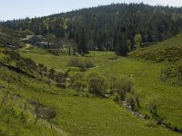 F, Lozere, Le Pont-de-Monvert, Felgerolles 3, Saxifraga-Marijke Verhagen