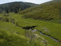 F, Lozere, Le Pont-de-Monvert, Felgerolles 4, Saxifraga-Marijke Verhagen