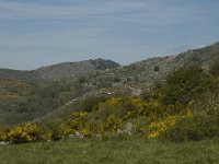 F, Lozere, Le Pont-de-Monvert, Felgerolles 7, Saxifraga-Marijke Verhagen