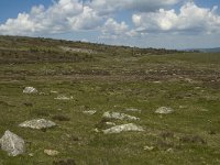 F, Lozere, Le Pont-de-Monvert, Finiels 3, Saxifraga-Marijke Verhagen