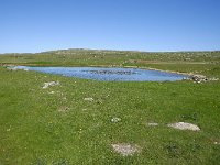 F, Lozere, Vebron, Villeneuve 1, Saxifraga-Elisabeth Raboin