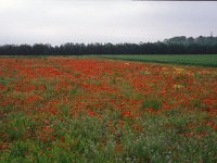 F, Vaucluse, Gargas 1, Saxifraga-Jan van der Straaten