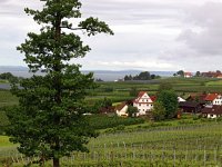 D, Bayern, Wasserburg, Weingut Schmidt Hattnau 1, Saxifraga-Hans Dekker