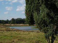 D, Niedersachsen, Haseluenne, Haseluenner Kuhweide 15, Saxifraga-Hans Dekker