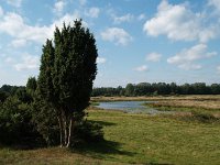 D, Niedersachsen, Haseluenne, Haseluenner Kuhweide 18, Saxifraga-Hans Dekker