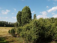 D, Niedersachsen, Haseluenne, Haseluenner Kuhweide 5, Saxifraga-Hans Dekker