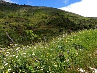 GR, Corfu, Loutses, Paleo Perithia 12, Saxifraga-Hans Dekker