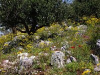 GR, Corfu, Loutses, Paleo Perithia 14, Saxifraga-Hans Dekker