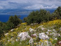 GR, Corfu, Loutses, Paleo Perithia 15, Saxifraga-Hans Dekker