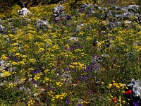 GR, Corfu, Loutses, Paleo Perithia 16, Saxifraga-Hans Dekker