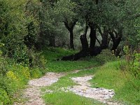 GR, Corfu, Loutses, Paleo Perithia 17, Saxifraga-Hans Dekker