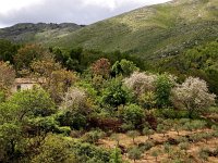 GR, Corfu, Loutses, Paleo Perithia 7, Saxifraga-Hans Dekker