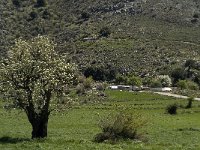 GR, Crete, Lasithi, Agios Georgios 4, Saxifraga-Jan van der Straaten