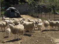 GR, Crete, Lasithi, Agios Georgios 7, Saxifraga-Jan van der Straaten