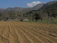 GR, Crete, Lasithi, Agios Georgios 8, Saxifraga-Jan van der Straaten