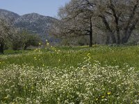 GR, Crete, Lasithi, Kiminaki 12, Saxifraga-Willem van Kruijsbergen