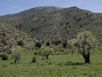 GR, Crete, Lasithi, Kiminaki 4, Saxifraga-Willem van Kruijsbergen