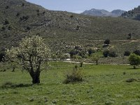 GR, Crete, Lasithi, Kiminaki 5, Saxifraga-Willem van Kruijsbergen