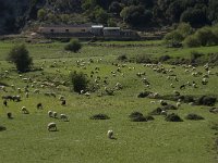 GR, Crete, Lasithi, Lasithi Plain 10, Saxifraga-Willem van Kruijsbergen