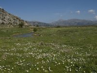 GR, Crete, Lasithi, Lasithi Plain 14, Saxifraga-Willem van Kruijsbergen