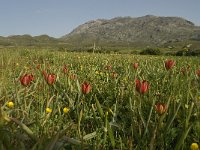 GR, Crete, Rethimnon, Spili, Gious-Kambos 11, Saxifraga-Willem van Kruijsbergen