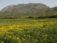 GR, Crete, Rethimnon, Spili, Gious-Kambos 12, Saxifraga-Willem van Kruijsbergen