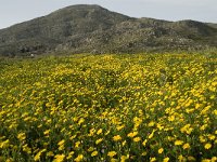 GR, Crete, Rethimnon, Spili, Gious-Kambos 14, Saxifraga-Willem van Kruijsbergen