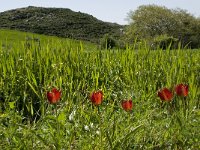 GR, Crete, Rethimnon, Spili, Gious-Kambos 4, Saxifraga-Willem van Kruijsbergen