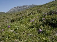 GR, Crete, Rethimnon, Spili, Gious-Kambos 5, Saxifraga-Willem van Kruijsbergen