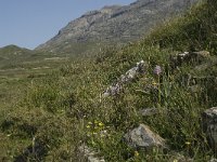 GR, Crete, Rethimnon, Spili, Gious-Kambos 6, Saxifraga-Willem van Kruijsbergen