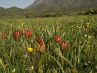 GR, Crete, Rethimnon, Spili, Gious-Kambos 9, Saxifraga-Willem van Kruijsbergen