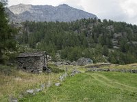 I, Sondrio, Chiesa Valmalenco, Alpe dell Oro 3, Saxifraga-Willem van Kruijsbergen