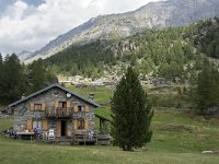 I, Sondrio, Chiesa Valmalenco, Alpe dell Oro 5, Saxifraga-Willem van Kruijsbergen