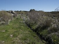 E, Avila, Navarradonda de Gredos 16, Saxifraga-Willem van Kruijsbergen