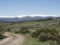 E, Avila, Navarradonda de Gredos 40, Saxifraga-Willem van Kruijsbergen