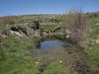E, Avila, Navarradonda de Gredos 44, Saxifraga-Willem van Kruijsbergen