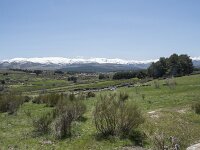 E, Avila, Navarradonda de Gredos 53, Saxifraga-Willem van Kruijsbergen